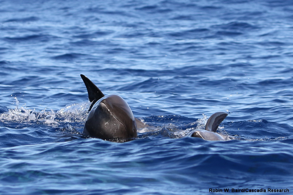 melon-headed whale, Hawaii, Kauai, Peponocephala