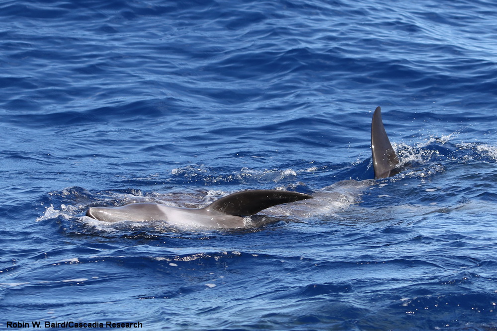 Melon-headed whale, Kauai, Hawaii, Peponocephala