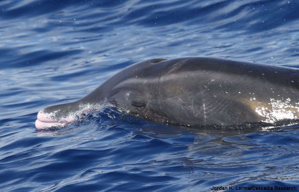rough-toothed dolphin, Steno, Kauai, Hawaii