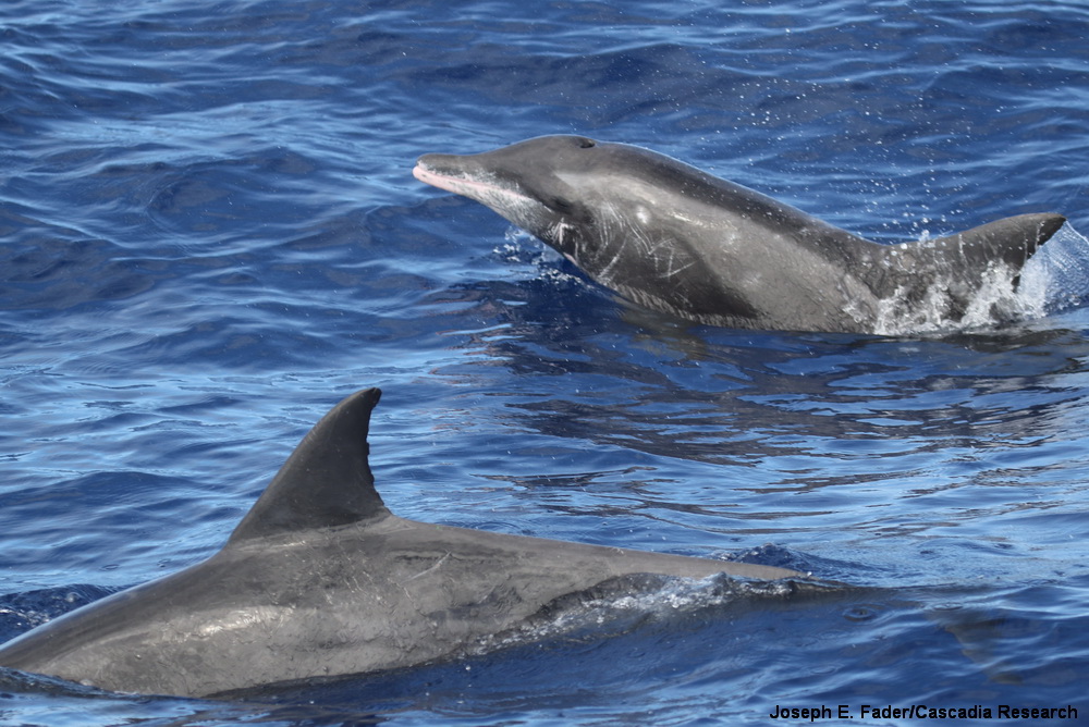 Rough-toothed dolphin, Steno, Kauai, Hawaii