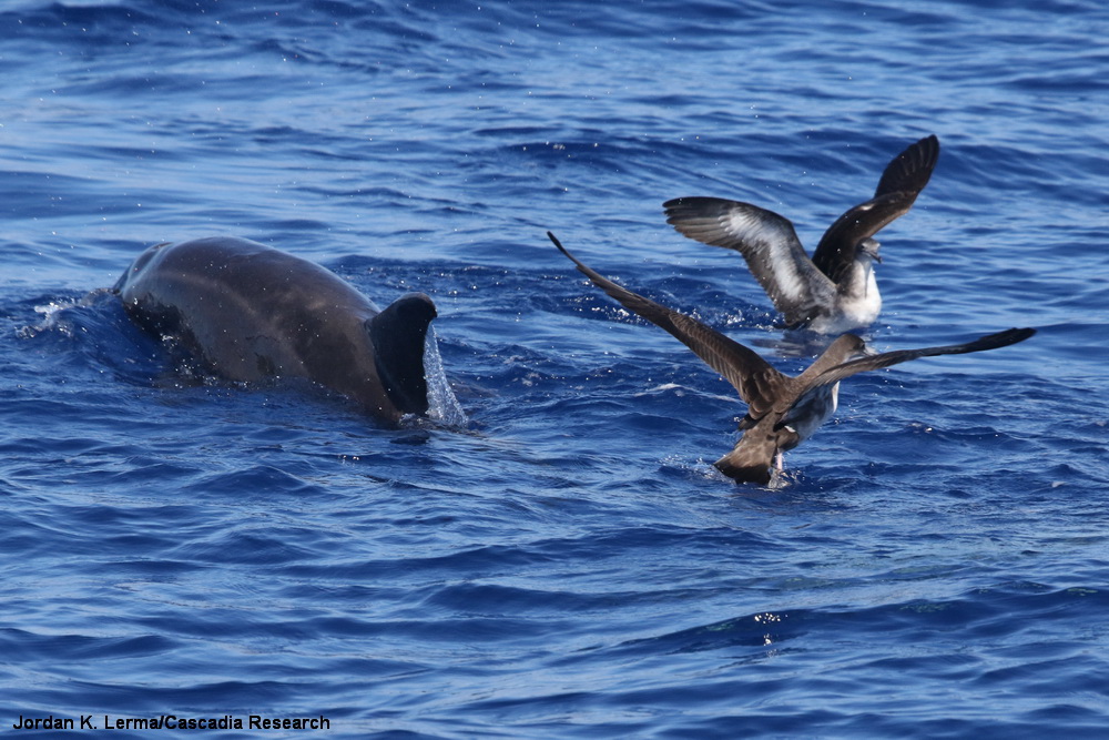 Rough-toothed dolphin, Wedge-tailed Shearwater, Kauai, Hawaii