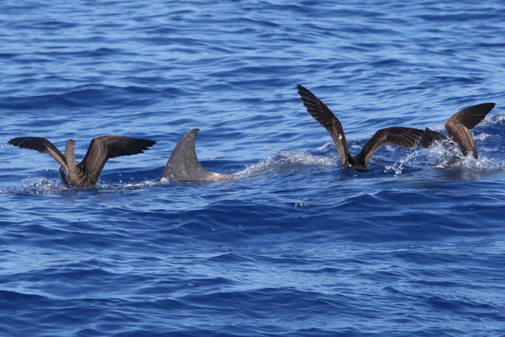 rough-toothed dolphin, Wedge-tailed Shearwater, Kauai, Hawaii