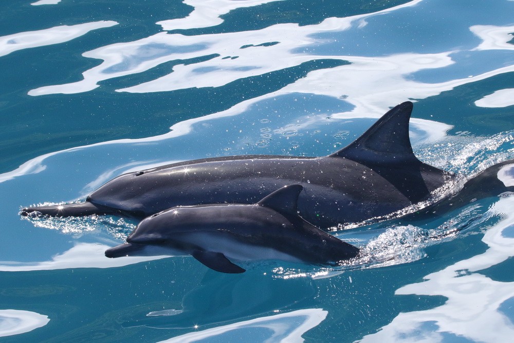 Spinner dolphin, neonate, newborn, Kauai, Hawaii
