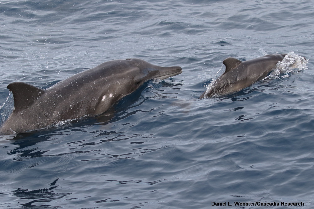 Rough-toothed dolphin, neonate, newborn, infant, calf, Kauai, Hawaii