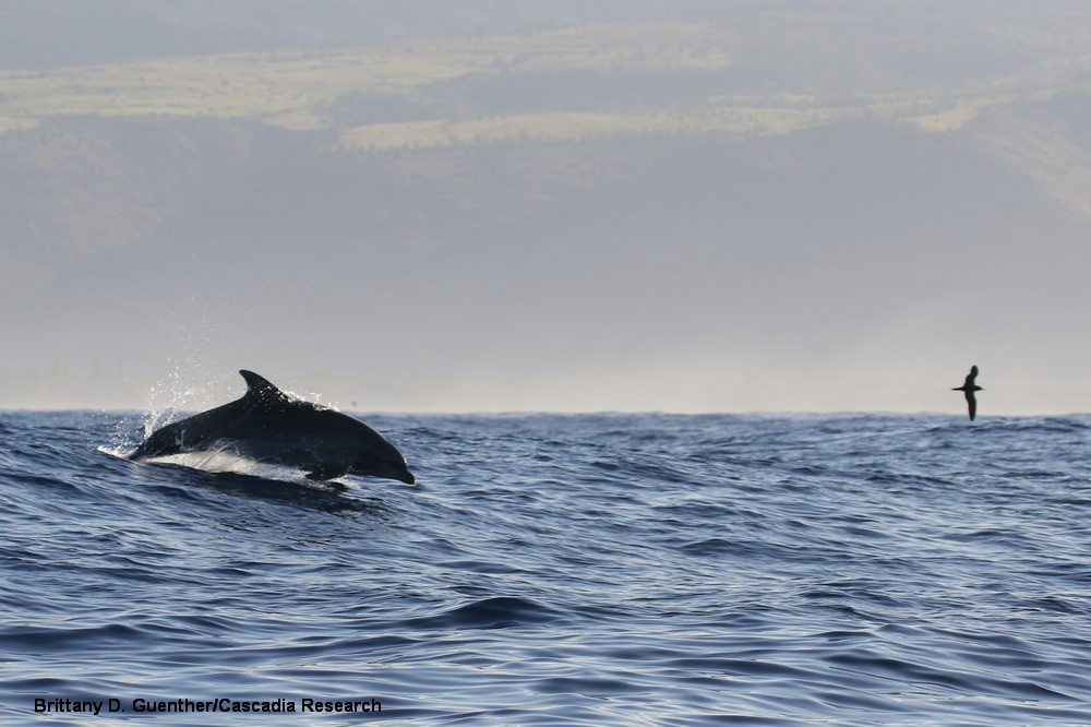 Bottlenose dolphin, Tursiops, Kauai, shearwater, Hawaii