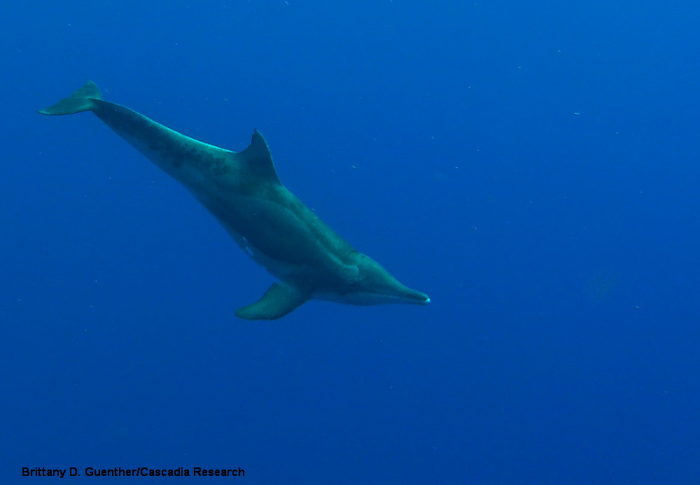 Steno, Rough-toothed dolphin, underwater, Kauai, Hawaii, GoPro