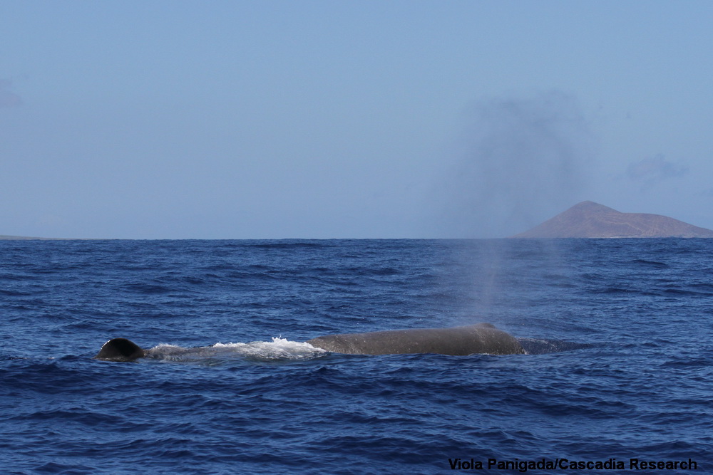 sperm whale, Physeter, Kauai, Hawaii