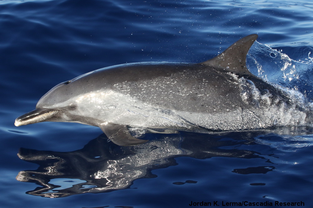 Pantropical spotted dolphin, Stenella attenuata, Kauai, Hawaii
