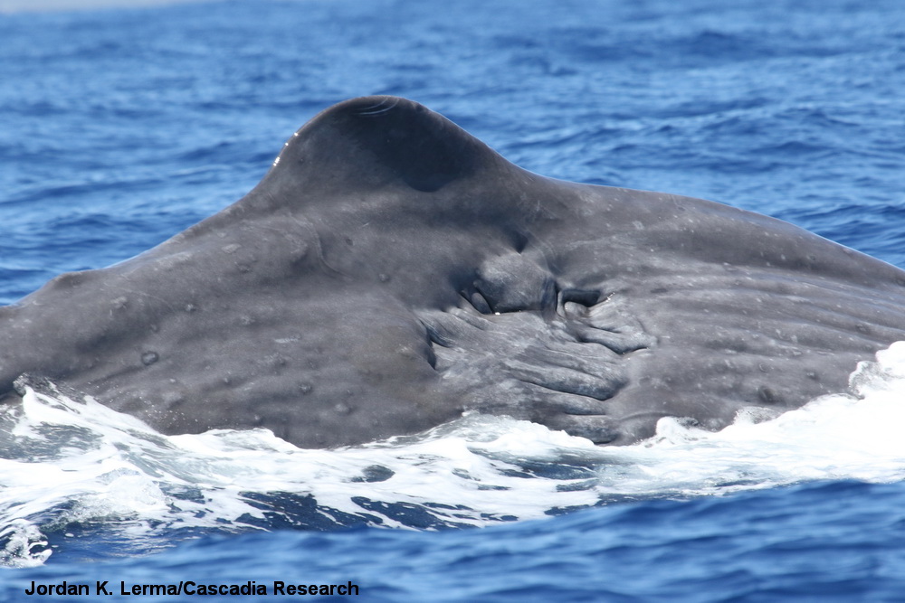 sperm whale, Physeter, injury, Hawaii, Kauai