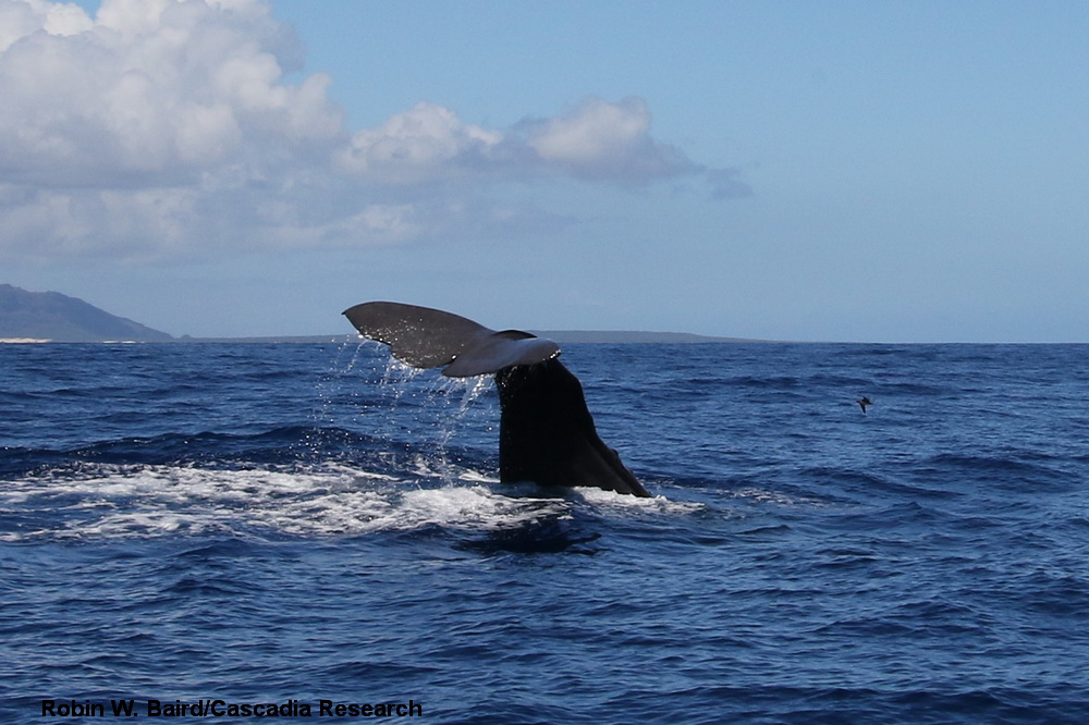 sperm whale, Physeter, Kauai, Hawaii, Niihau, Ni'ihau, Kaua'i, Hawai'i