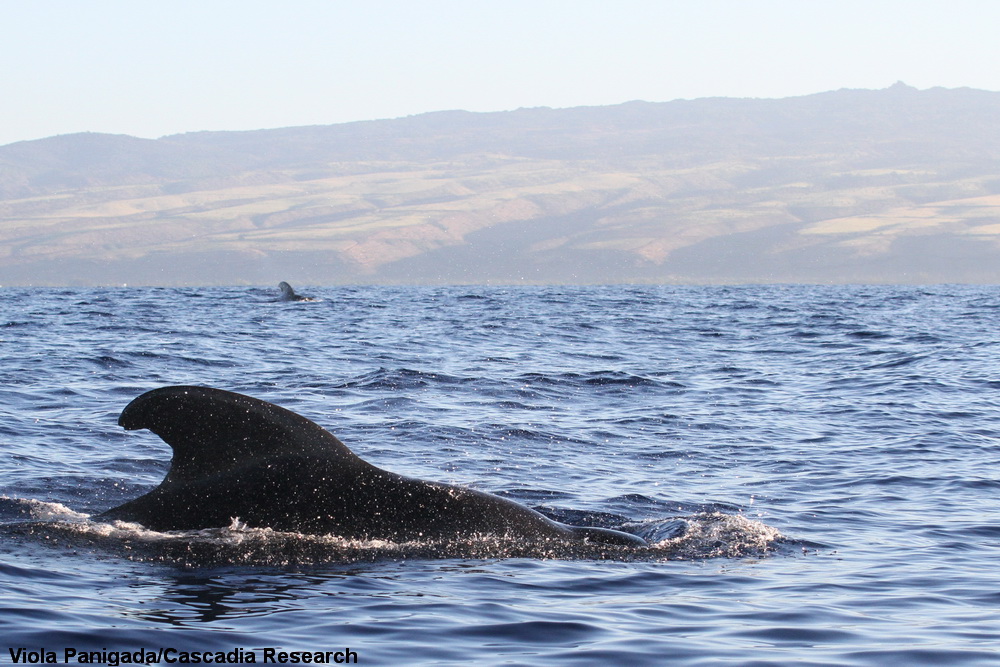 pilot whale, short-finned pilot whale, Kauai