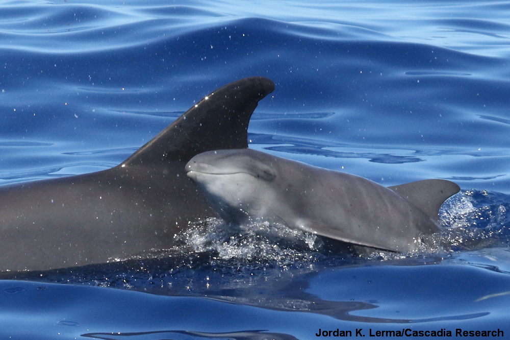 melon-headed whale, Kauai, infant, calf