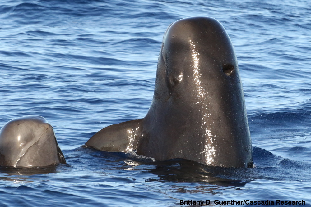 pilot whale, Globicephala, spyhop, Kauai, Hawaii