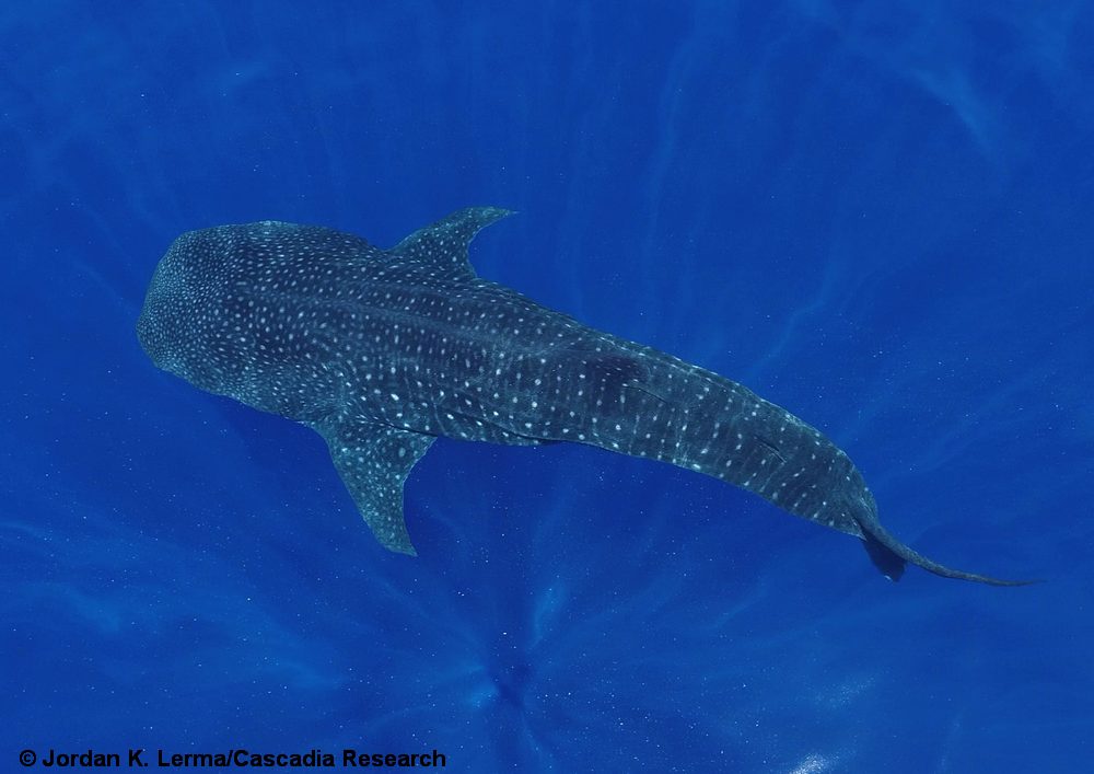 whale shark, shark, Kauai