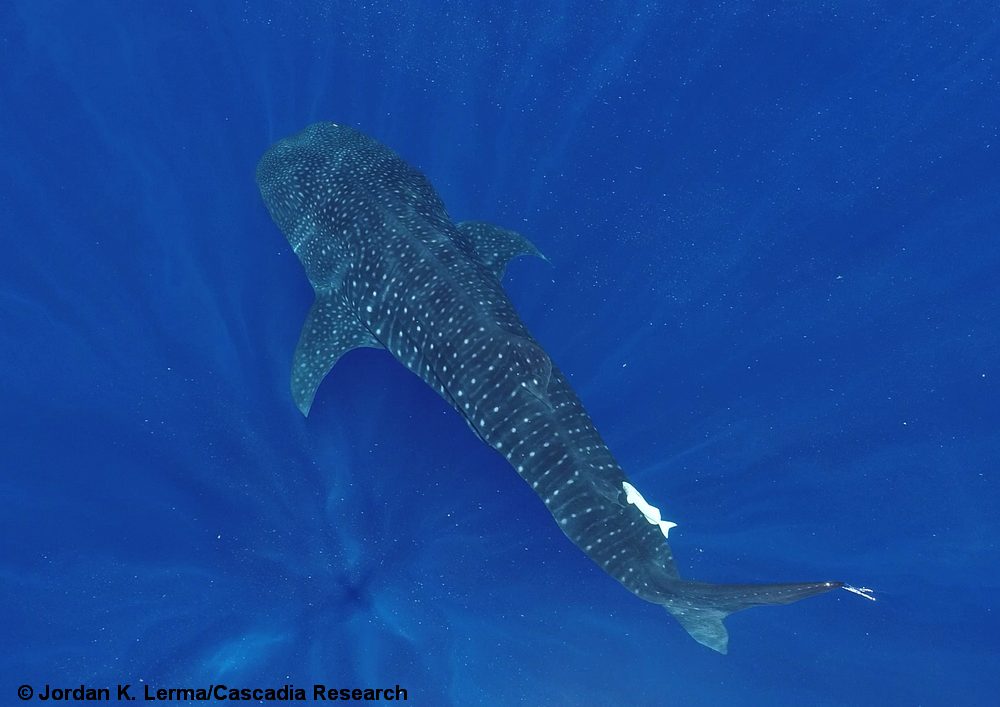 whale shark, shark, Kauai, Hawaii
