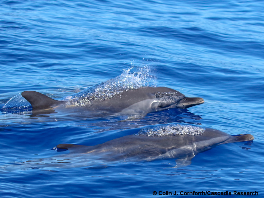pantropical spotted dolphin, Hawaii