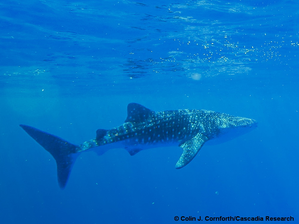 whale shark, shark, Hawaii
