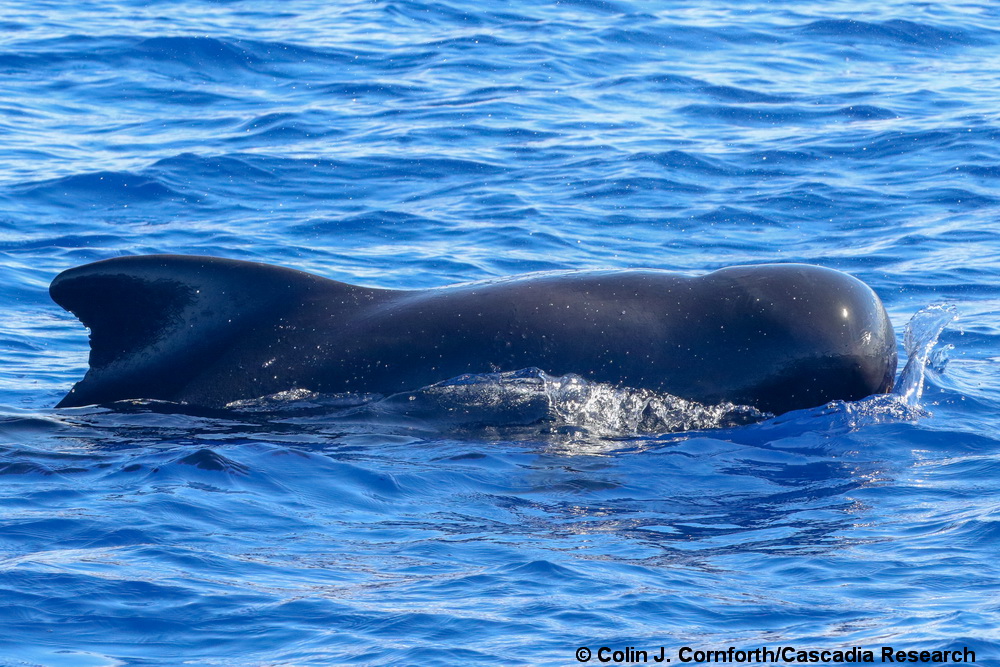 short-finned pilot whale, Globicephala, Hawaii