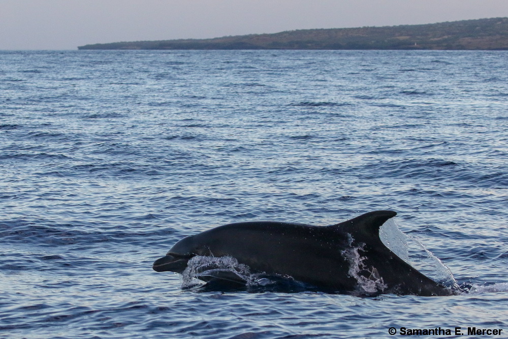 bottlenose dolphin, Tursiops, Hawaii