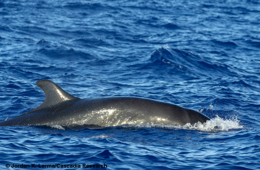 false killer whale, Pseudorca, Hawaii