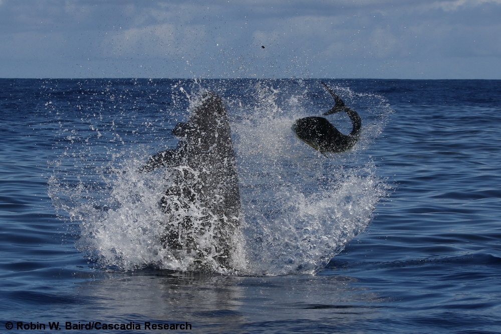 false killer whale, Pseudorca, mahimahi, mahi, Hawaii, predation