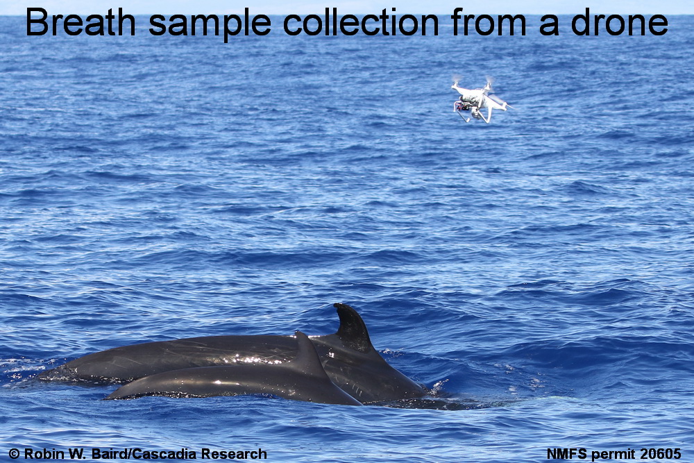 false killer whale, Pseudorca, Hawaii, drone, UAV, snot bot, "snot bot", breath 