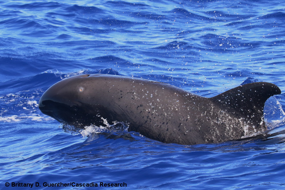 melon-headed whale, Peponocephala, Hawaii