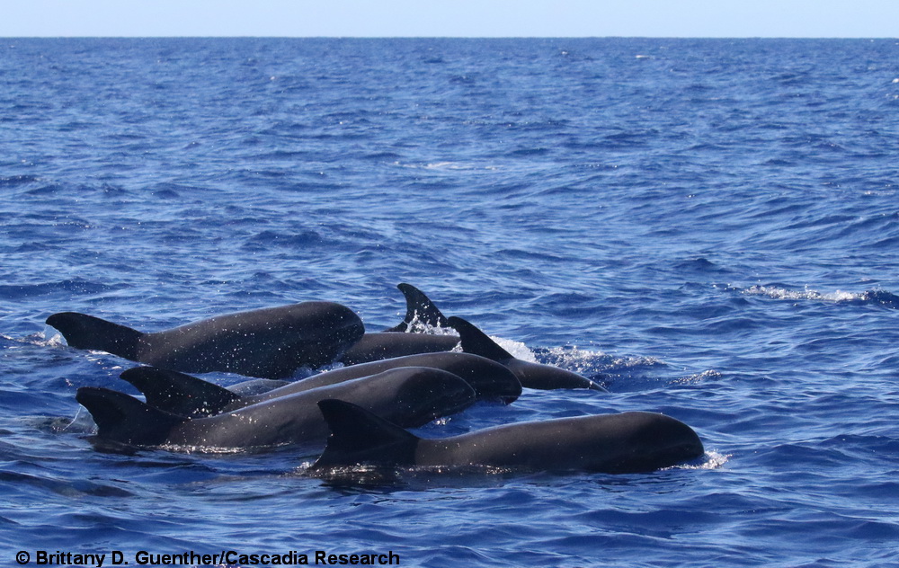 Melon-headed whale, Peponocephala, Kohala resident, Hawaii