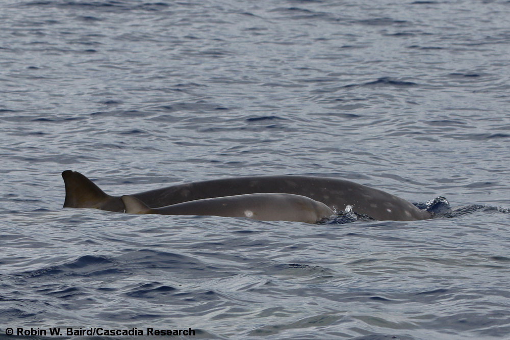 Mesoplodon, Blainville's beaked whale, Hawaii, Mesoplodon densirostris