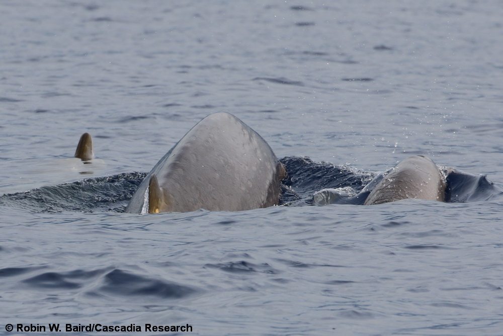 Mesoplodon, Mesoplodon densirostris, Hawaii, Blainville's beaked whale