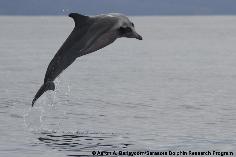 Steno, Rough-toothed dolphin, Hawaii, pigmentation