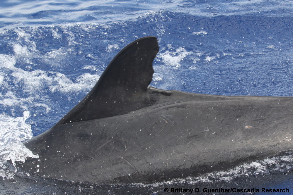 Pseudorca, false killer whale, Hawaii, Cluster 3, endangered, ESA