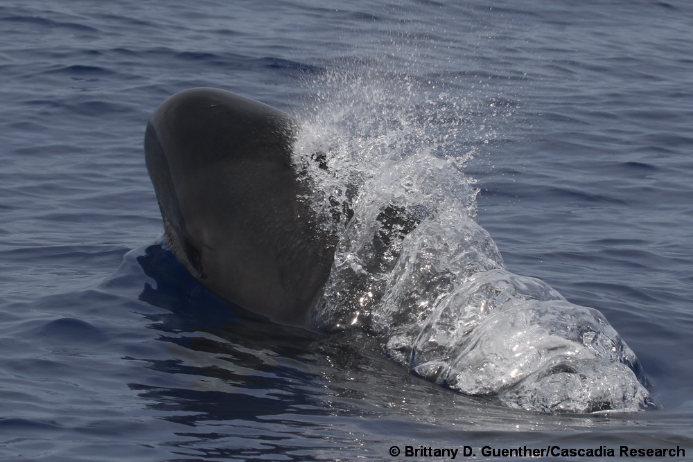 false killer whale, Pseudorca, Hawaii