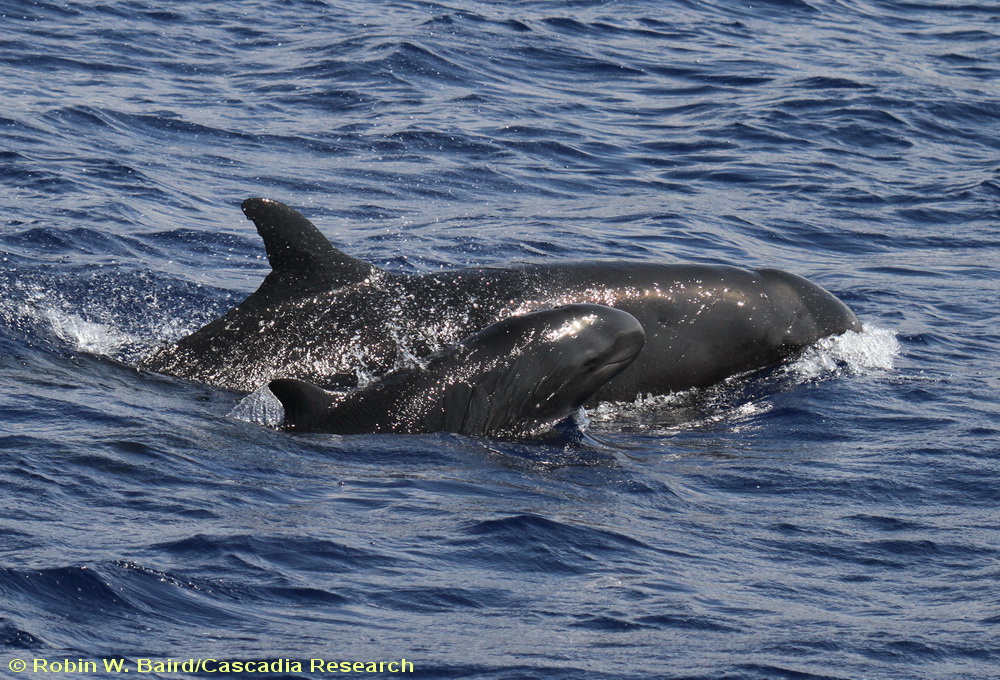 False killer whale, Pseudorca, Hawaii
