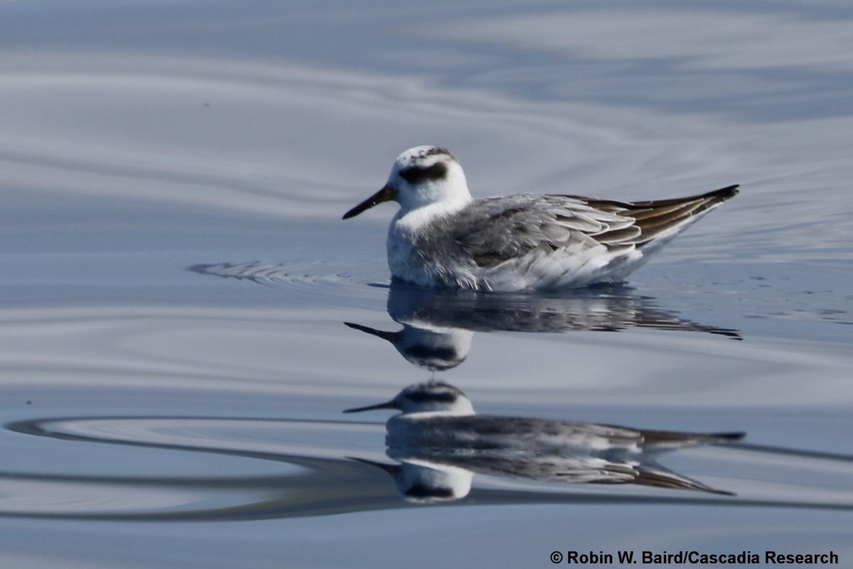 Red Phalarope, Phalarope, Hawaii