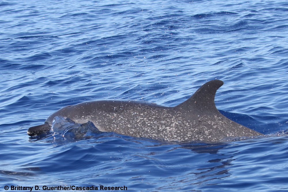 pantropical spotted dolphin, dolphin, spotted dolphin, Maui, Lanai, Hawaii