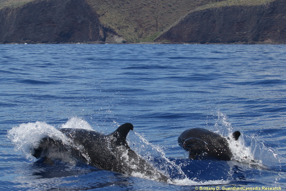 false killer whale, Lanai, Hawaii, endangered, Cluster 4