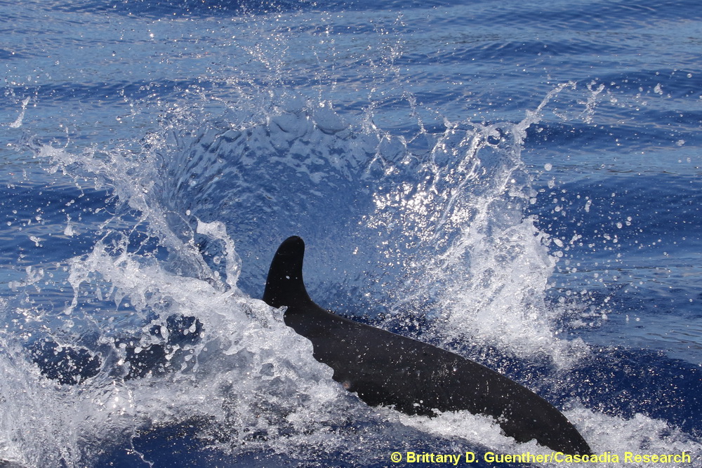false killer whale, Pseudorca, Lanai, Hawaii, endangered