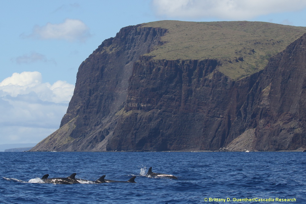 false killer whale, Pseudorca, Lanai, Hawaii, endangered