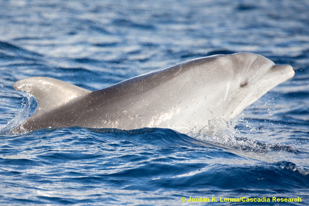 bottlenose dolphin, dolphin, Maui, Hawaii, Lanai