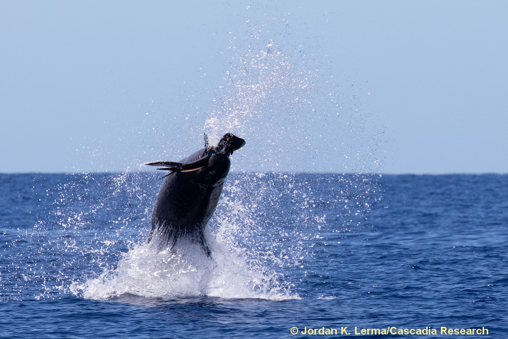 false killer whale, Pseudorca, mahimahi, mahi, Hawaii, Lanai, predation, endangered