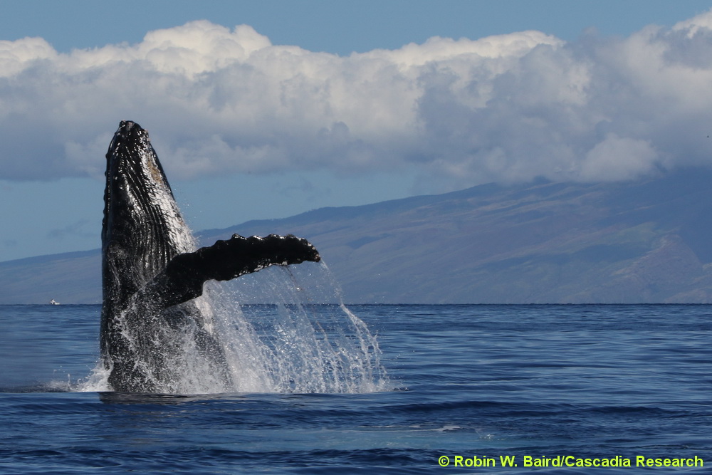 humpback whale, breach, Hawaii, Maui