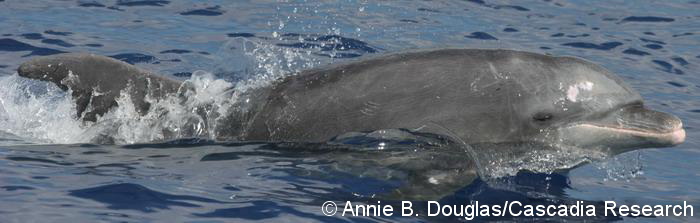 Where Do Dolphins Live Year-Round in NC Waters? - Hook, Line and Science