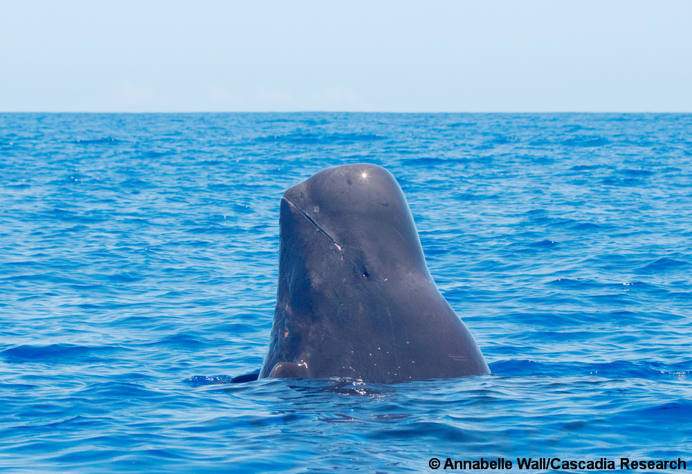 Spyhop, Short-finned pilot whale, Globicephala, Globicephala macrorhynchus, Hawaii