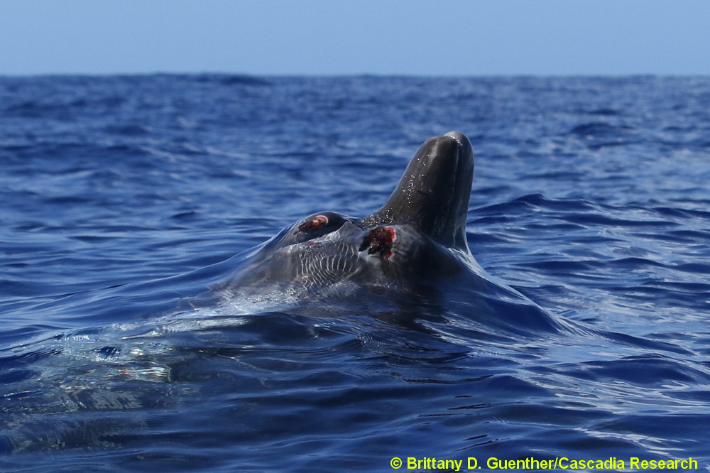 Blainville's beaked whale, Mesoplodon, Mesoplodon densirostris, Hawaii, male, teeth, stalked barnacle