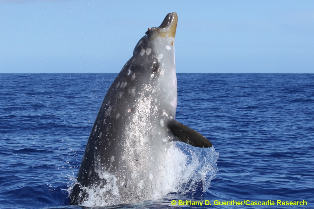 Blainville's beaked whale, Mesoplodon, beaked whale, Mesoplodon densirostris, Hawaii, breach