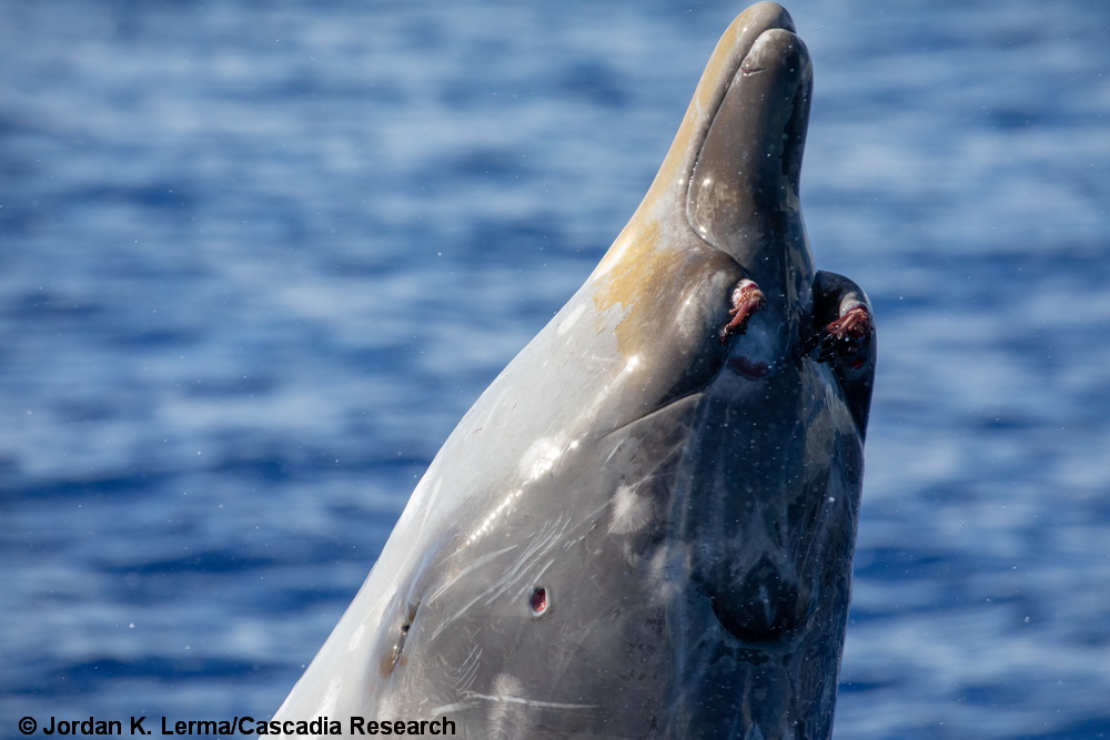 Mesoplodon, Blainville's beaked whale, Hawaii, teeth, stalked barnacles, Conchoderma, breach, male, Mesoplodon densirostris