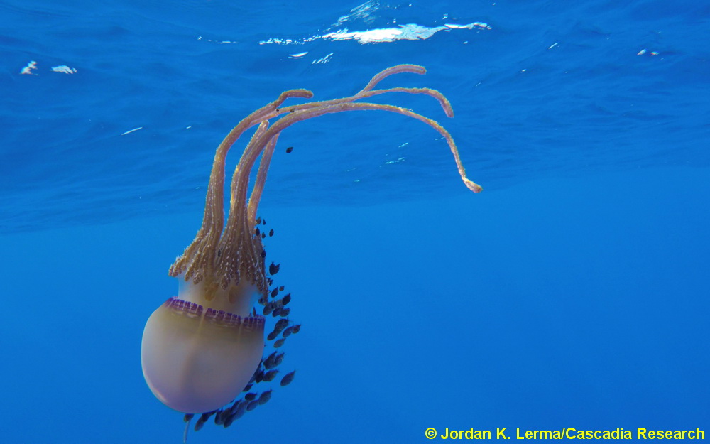 Thysanostoma loriferum, jelly, Hawaii 