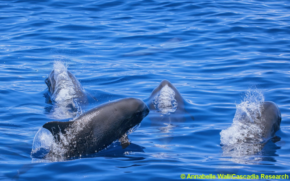 Melon-headed whale, Peponocephala, Hawaii