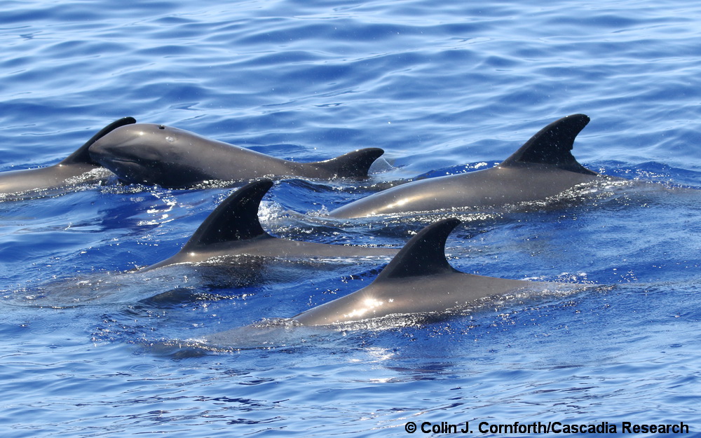 Melon-headed whale, Peponocephala, Hawaii